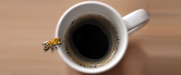 Arılar da kafein bağımlısı