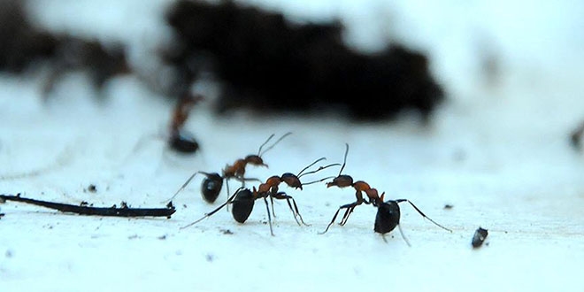 Karıncalar yön bulmak için güneşin konumunu kullanıyor