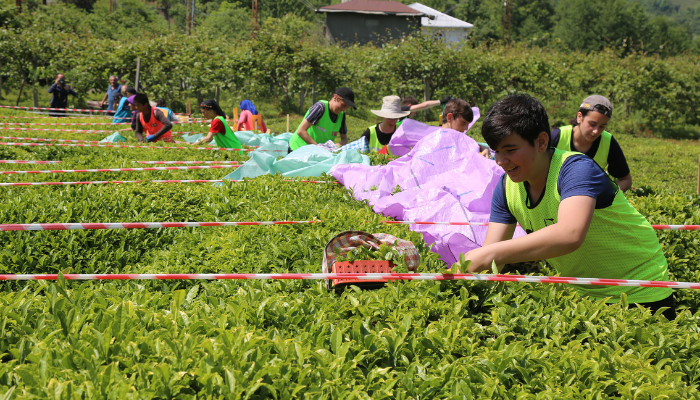 Öğrenciler çay hasadında yarıştı