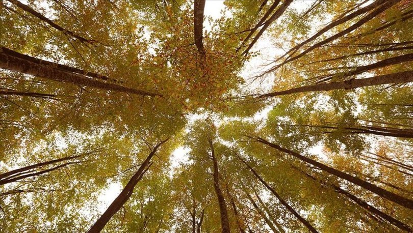 Ormancılık ve Orman Ürünleri(2 Yıllık) 2019 Taban Puanları ve Başarı Sıralamaları
