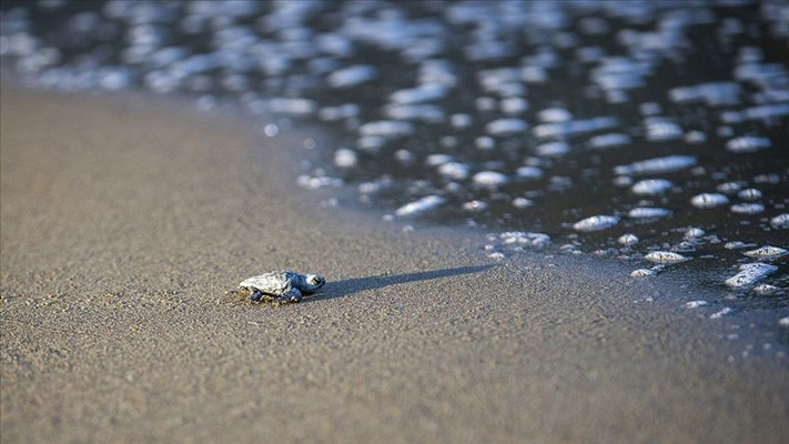 Korunan alanlarda 199 bin yavru kaplumbağa denizle buluştu
