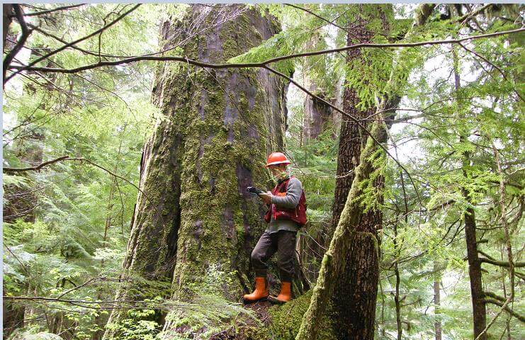 Orman Mühendisliği  2019 Taban Puanları ve Başarı Sıralamaları