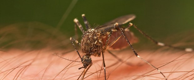 Çin'de dünyanın en büyük "sivrisinek fabrikası"