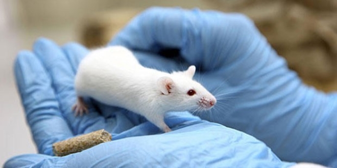 Bilim insanları fare kafası transplantasyonu gerçekleştirdi