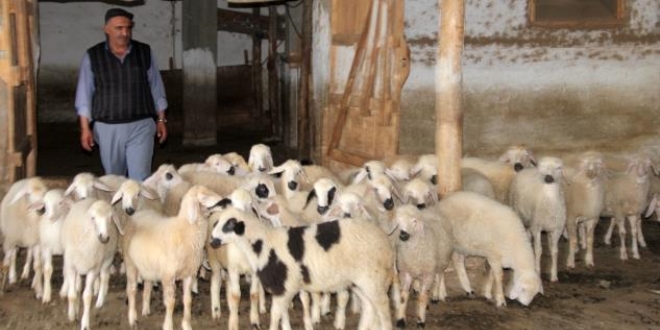4 bin lira maaşa rağmen çoban bulamıyorlar