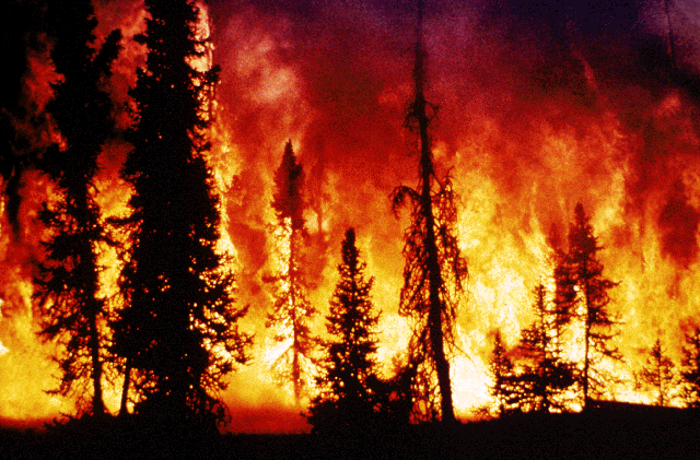 'Türkiye'de son 5 yılda 13 bin 644 orman yangını meydana geldi'
