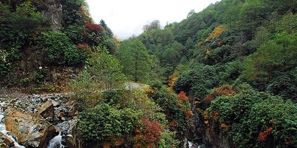 Türkiye ormanları sertifikalandırılıyor