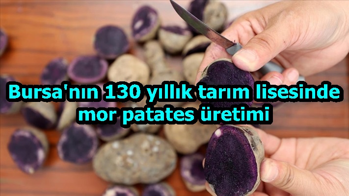 Bursa'nın 130 yıllık tarım lisesinde mor patates üretimi