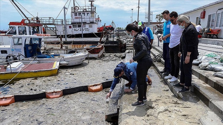 İstanbul Üniversitesi, müsilajı temizlemek için deniz bakterilerini kullanacak