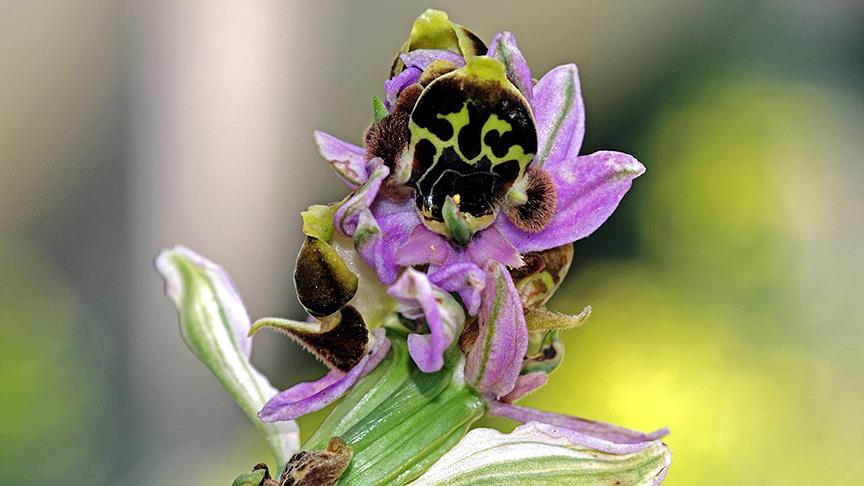 Ender bulunan Frigya orkidesi sular altında kalmaktan kurtuldu