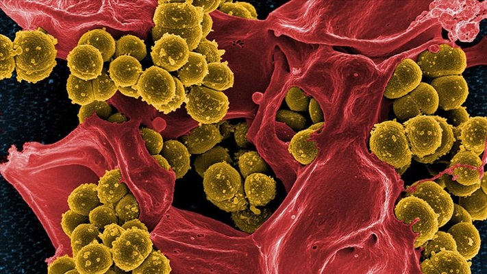 Bakterilerin 'ölüm çığlığı' diğer bakterileri uyarıyor