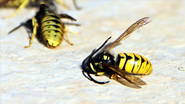 İklim değişikliği yaban arılarının neslini tehdit ediyor