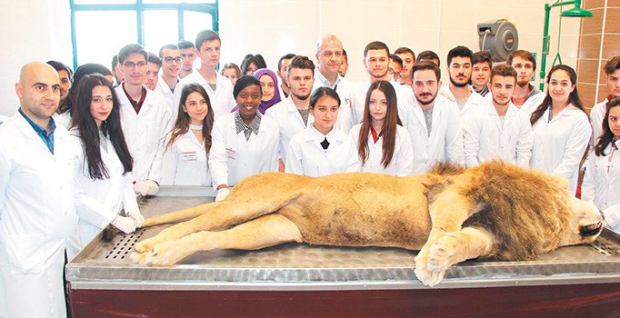 Üniversite öğrencilerine aslan kadavra