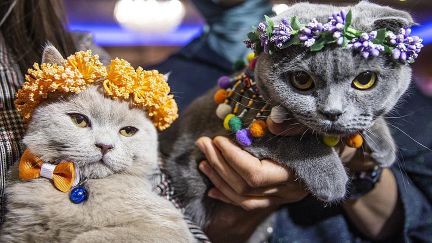 Başkentte 'Kedi Güzellik Festivali' düzenlendi