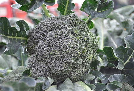 Çocuklukta Tüketilen Brokoli Kemikleri Sağlamlaştırıyor