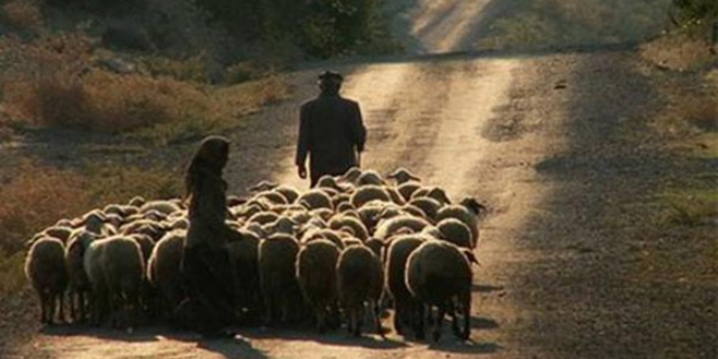 6 bin lira maaşa rağmen çoban bulamıyorlar
