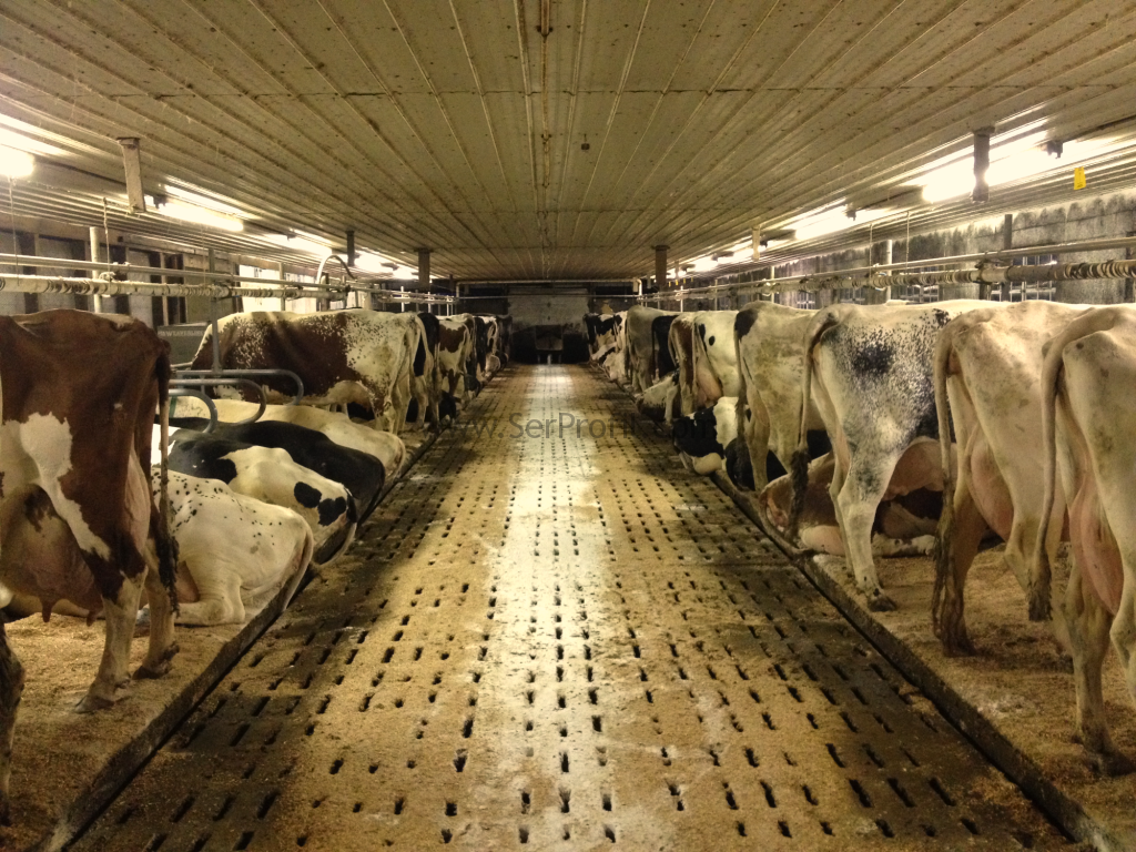 Süt ve Besi Hayvancılığı (2 Yıllık) 2019 Taban Puanları ve Başarı Sıralamaları