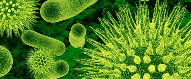 4 iyi bakteri astım riskini azaltıyor