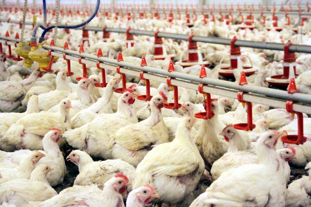 Endüstriyel Tavukçuluk (2 Yıllık) 2019 Taban Puanları ve Başarı Sıralamaları