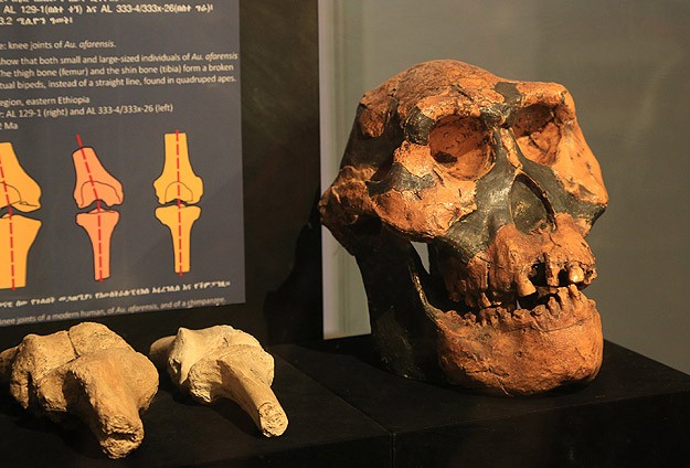 Etiyopya'da 3,2 milyon yıllık insansı fosil: Lucy