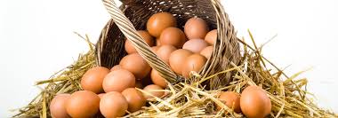 Protein Değeri Yüksek Köy Yumurtası