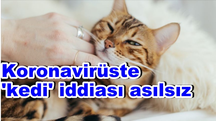 Koronavirüste 'kedi' iddiası asılsız
