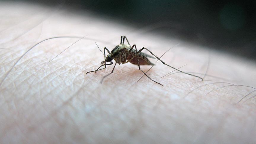 Mutasyona uğratılan sivrisinekler sıtmaya direniyor