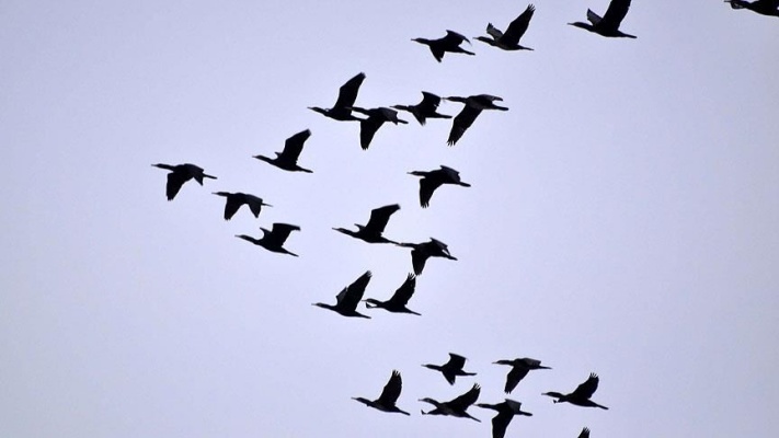 Veterinerlerden 'ölü kuşlara dokunmayın' uyarısı